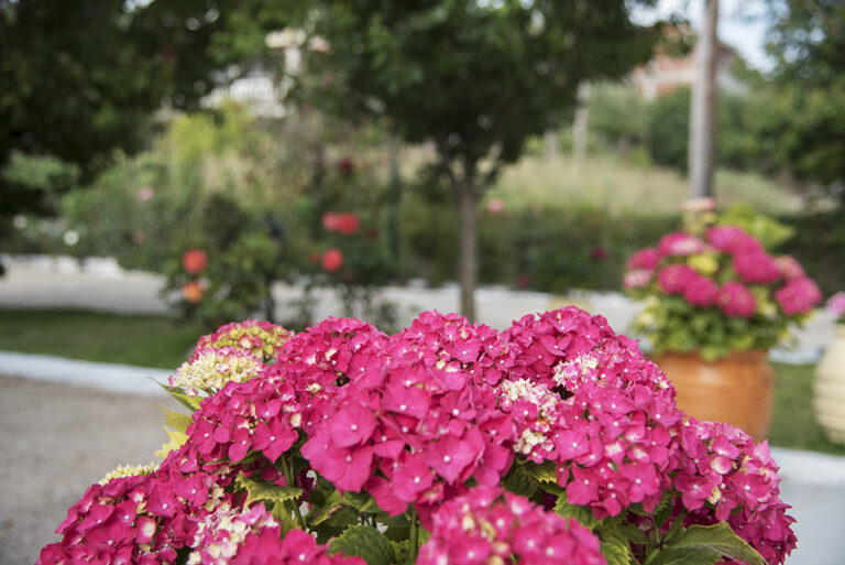 Pink hydrangeas in the garden at Villa Maria Perivoli, Corfu
